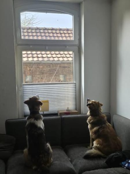 Wilma❤& Pepples suchen eine Endstelle