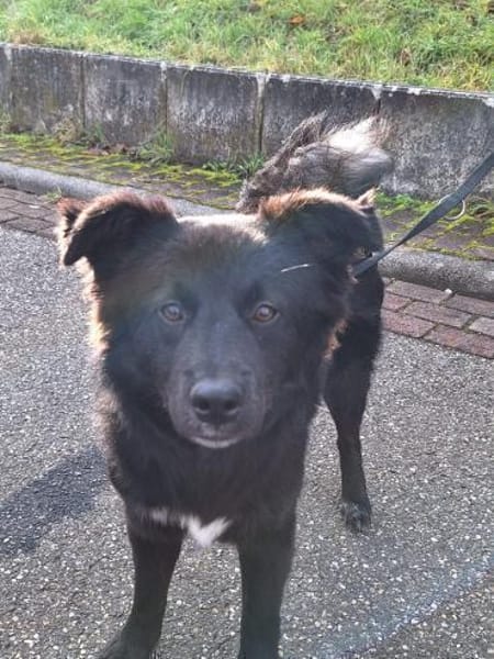 Nera Schmusemaus sucht ihre Menschen