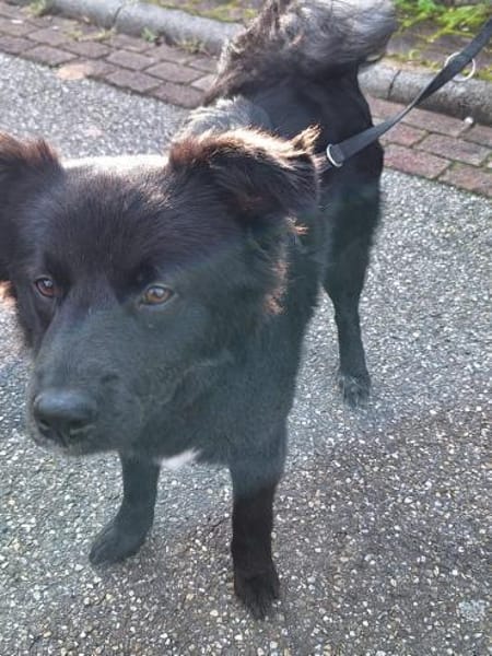 Nera Schmusemaus sucht ihre Menschen