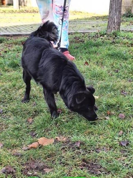 Nera Schmusemaus sucht ihre Menschen