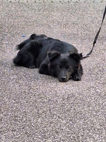 Nera Schmusemaus sucht ihre Menschen