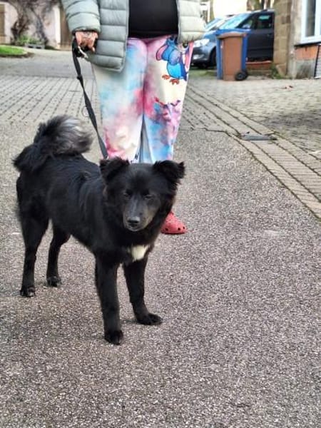 Nera Schmusemaus sucht ihre Menschen