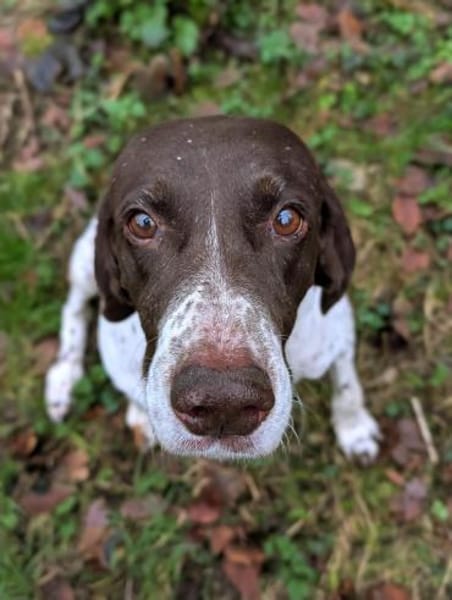 Deutsch Kurzhaar Hündin Helga sucht