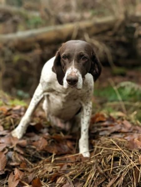 Deutsch Kurzhaar Hündin Helga sucht