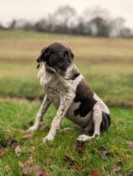 Deutsch Kurzhaar Hündin Helga sucht