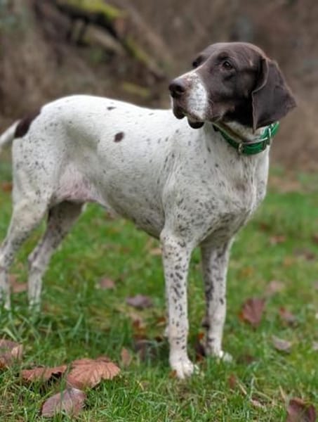 Deutsch Kurzhaar Hündin Helga sucht