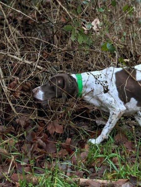 Deutsch Kurzhaar Hündin Helga sucht