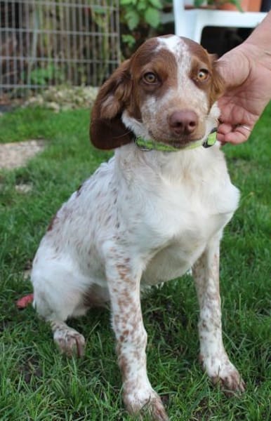 Verspielte Iza sucht eine Familie 💖