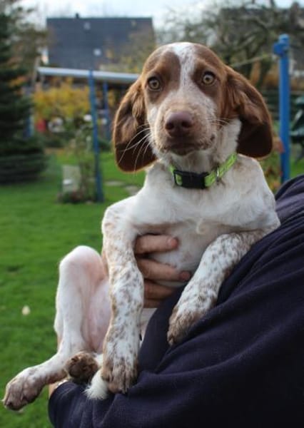 Verspielte Iza sucht eine Familie 💖