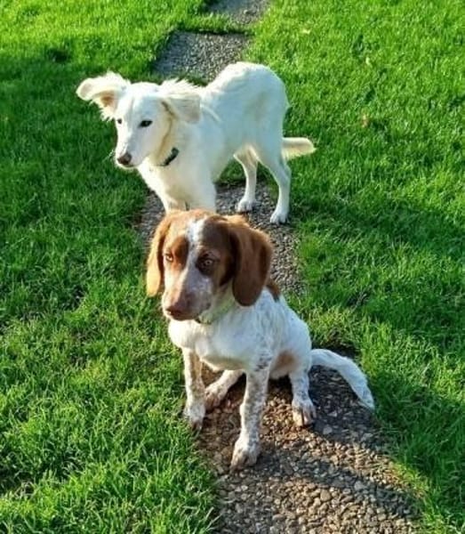 Verspielte Iza sucht eine Familie 💖