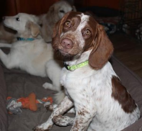 Verspielte Iza sucht eine Familie 💖