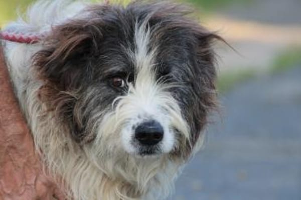 Kyreo - verschmust u. sehr lieb