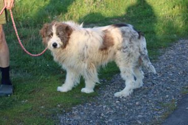 Kyreo - verschmust u. sehr lieb