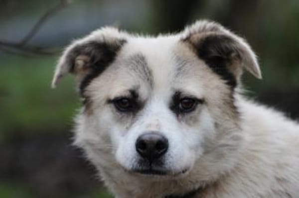 Pinti - goldiger, kleiner Jungrüde