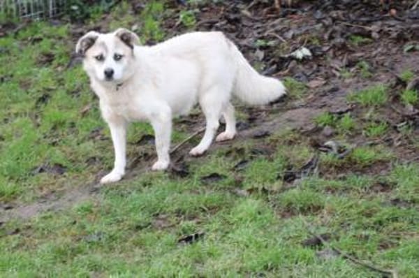 Pinti - goldiger, kleiner Jungrüde