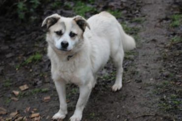 Pinti - goldiger, kleiner Jungrüde