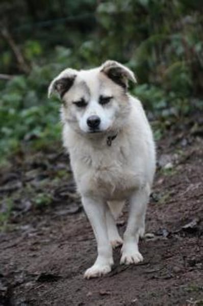 Pinti - goldiger, kleiner Jungrüde