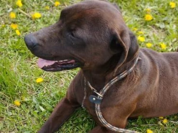 Liebenswerter Betjar wartet auf Euch