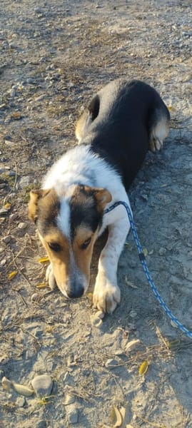 Monty zeigt ihm das Menschen gut sind