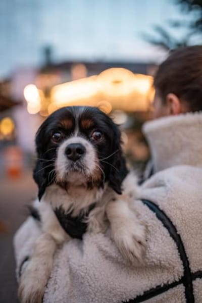 Foltos, tapferer Überlebenskünstler, ca.