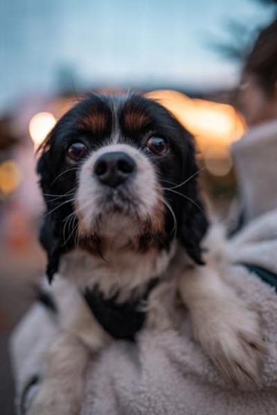 Foltos, tapferer Überlebenskünstler, ca.