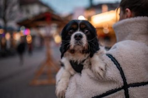 Foltos, tapferer Überlebenskünstler, ca.