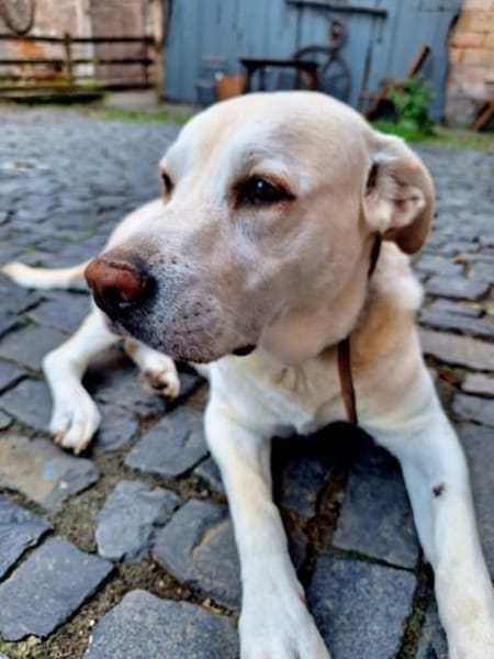 ZUHAUSE GESUCHT FÜR LAYLA