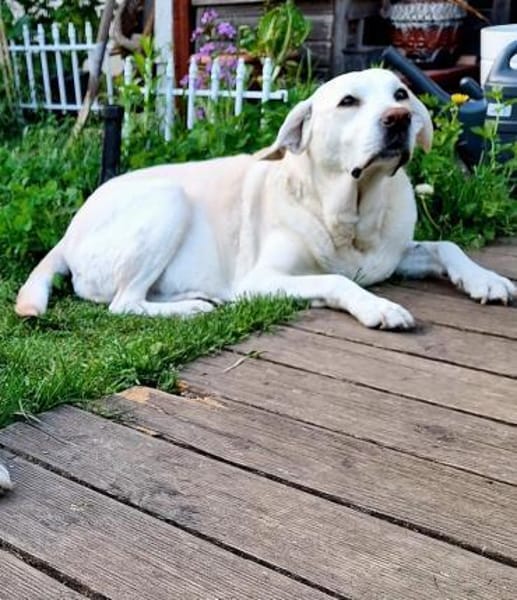 ZUHAUSE GESUCHT FÜR LAYLA