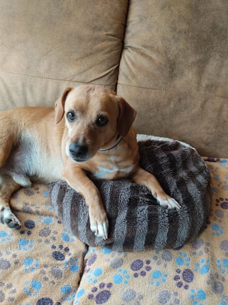 ALBU - herziger Dackelmix Rüde