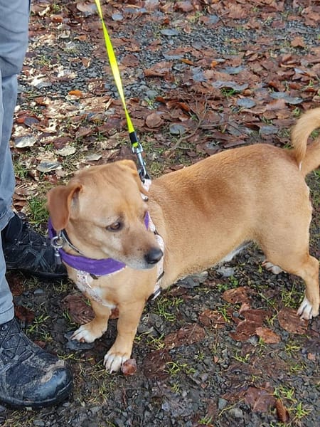 ALBU - herziger Dackelmix Rüde