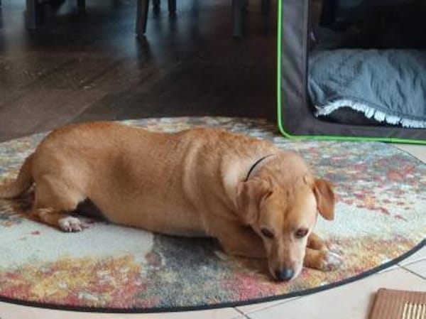 ALBU - herziger Dackelmix Rüde