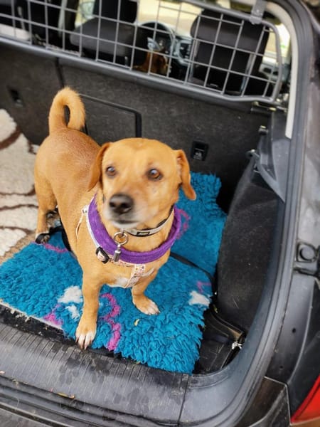 ALBU - herziger Dackelmix Rüde