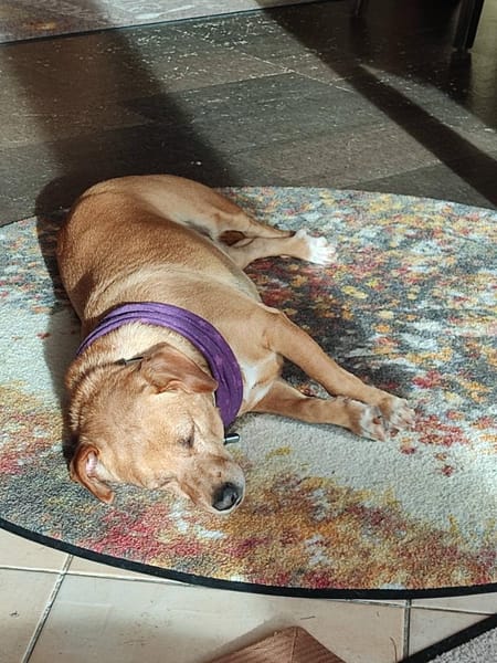 ALBU - herziger Dackelmix Rüde