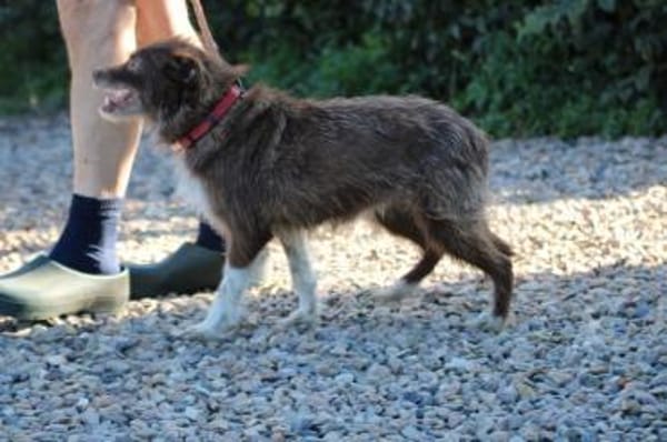 Inky - verschmuste, kleine Hündin