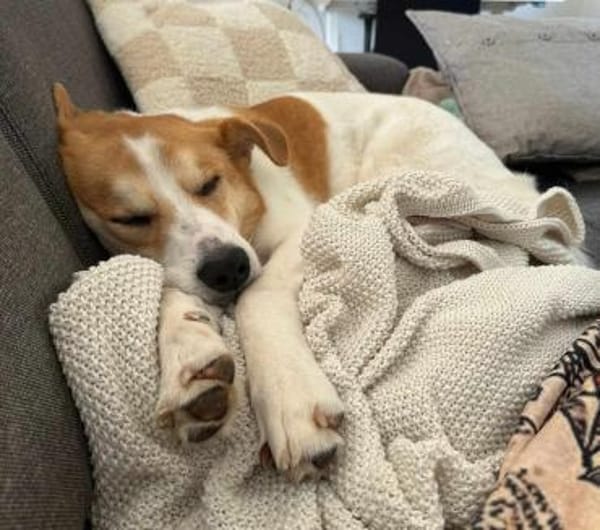 MOGLI - in 53639 Königswinter