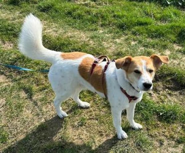 MOGLI - in 53639 Königswinter