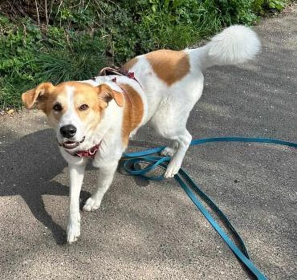 MOGLI - in 53639 Königswinter