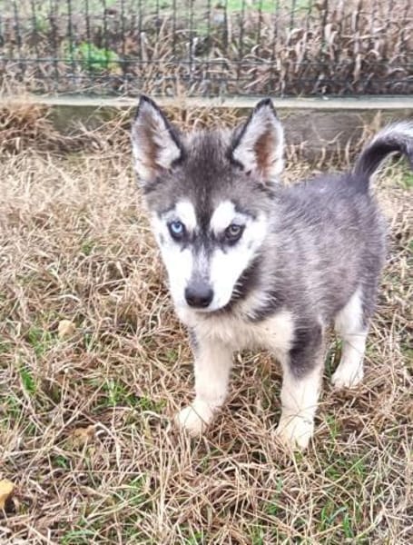 Süßer Demon sucht Zuhause