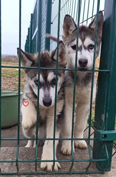 Süßer Demon sucht Zuhause