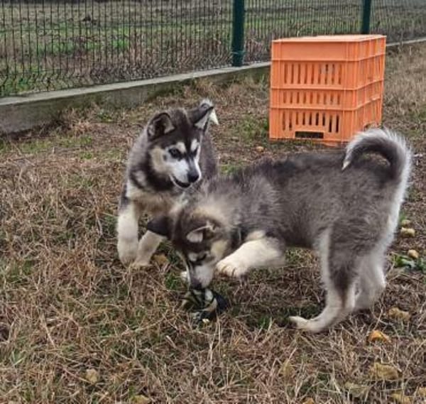 Süßer Demon sucht Zuhause