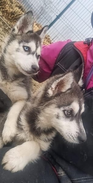 Süßer Demon sucht Zuhause