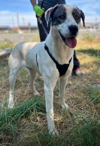 Süße Lexa sucht ihr Zuhause