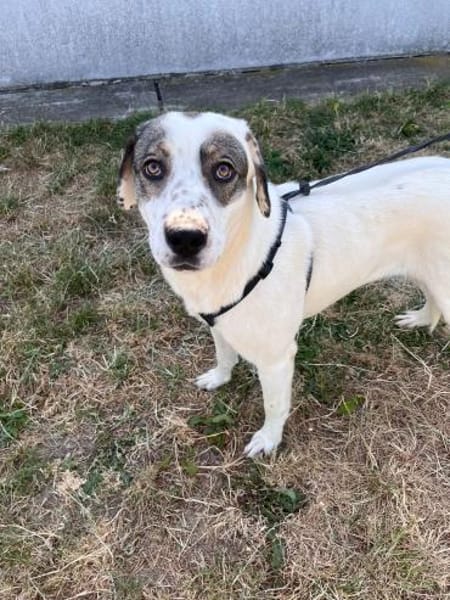 Süße Lexa sucht ihr Zuhause