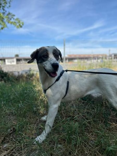 Süße Lexa sucht ihr Zuhause