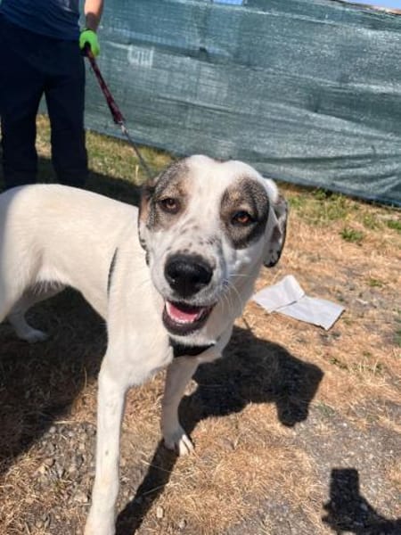 Süße Lexa sucht ihr Zuhause