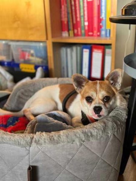 Boo hat schreckliches erlebt