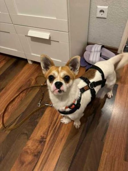 Boo hat schreckliches erlebt