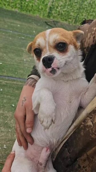 Boo hat schreckliches erlebt