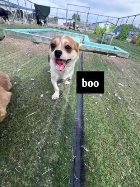 Boo hat schreckliches erlebt