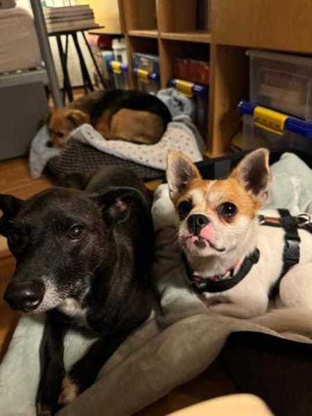 Boo hat schreckliches erlebt